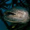 Grouper